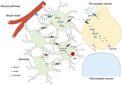 Connexin-Dependent Neuroglial Networking as a New Therapeutic Target